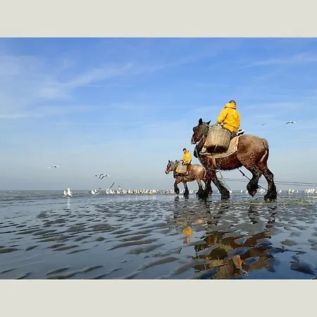 公寓 Duinlicht-oostduinkerke 东代恩凯尔克